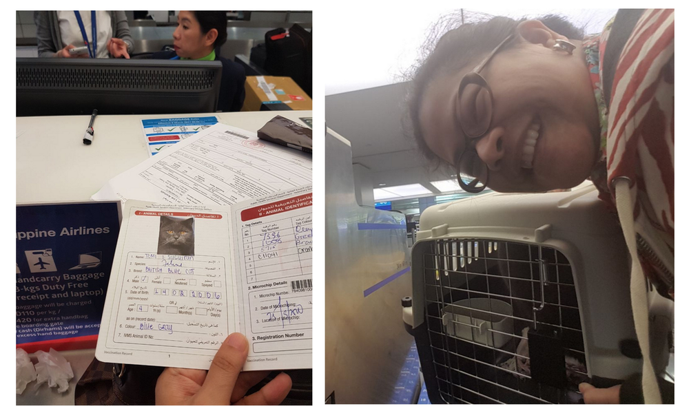 The proof that Luchie went back to the Philippines for good? Our 12-year old cat Tomi Tom-Tom Suguitan also is nag-for good! Passport, plane ticket and all. This British-Blue cat will now become a Pinoy cat.