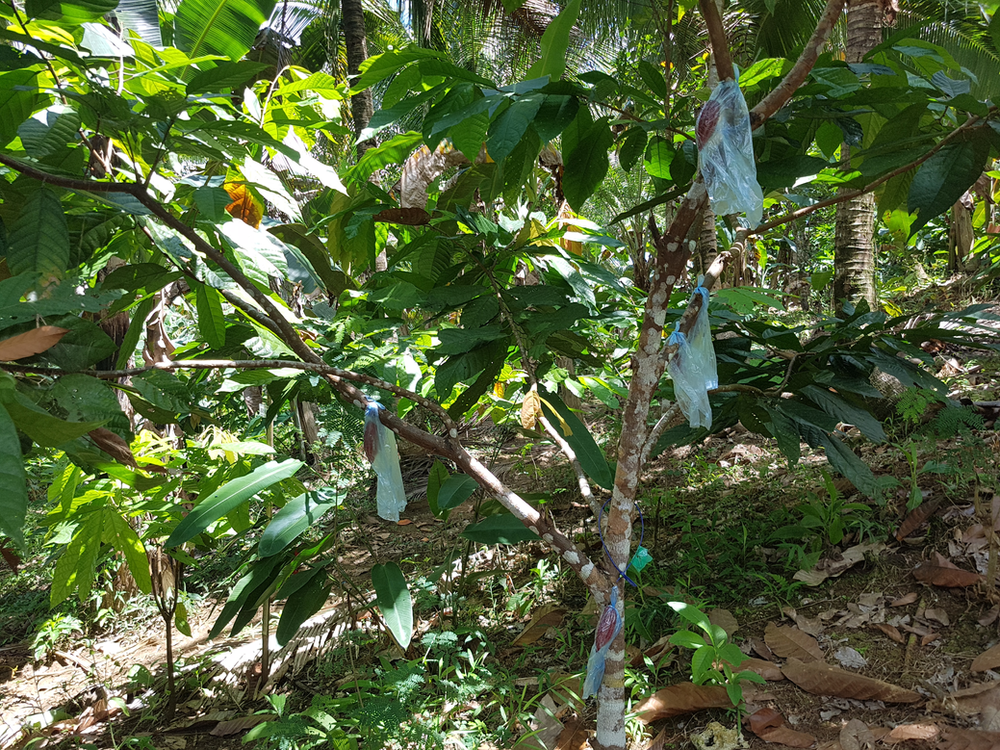 The tree shown here is a OPM enrolled farm, the farmer has reported no estimated harvests this season, but open checking it is shown here that he has expected pods and that the farmer used blue plastic sleeves, a material different from OPM's.