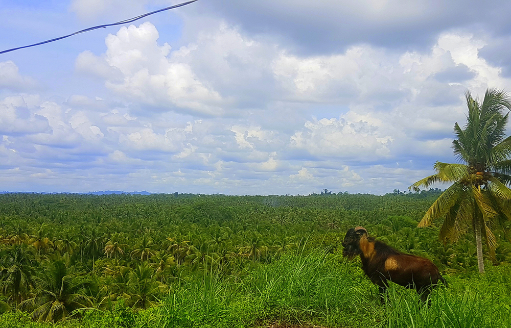 View from the top. Excuse me, Mr. Goat, we’re just inspecting a barangay where we will hold a future Bayanihan.